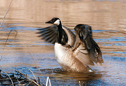 20gosling