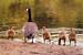 12gosling
