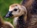 15gosling