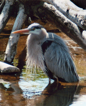 13heron