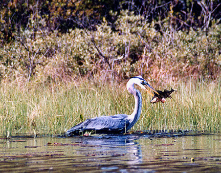 14heron