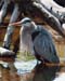 13heron