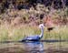 14heron