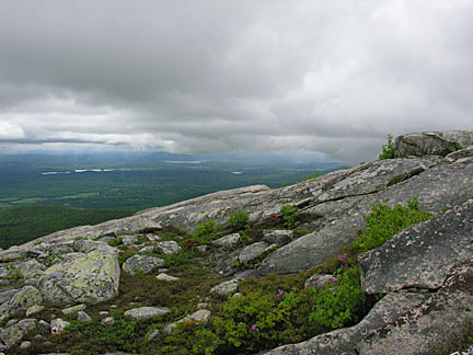23baldface