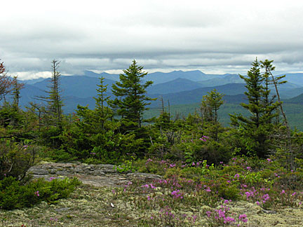 36baldface