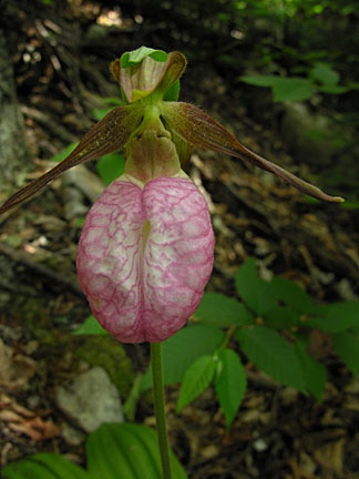 05flume61607