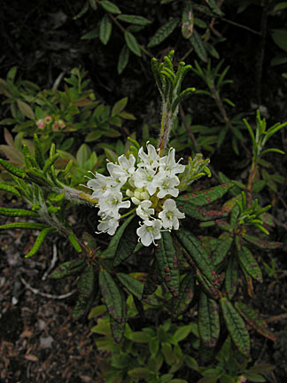 12flume61607