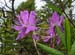 13flume61607