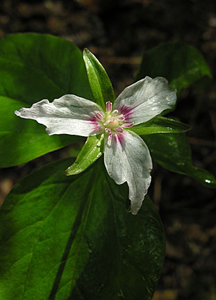 06hancocks61007