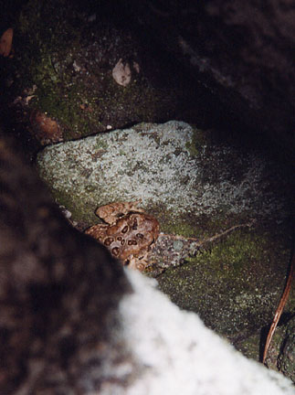 09toad