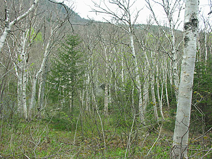 51moriah52708