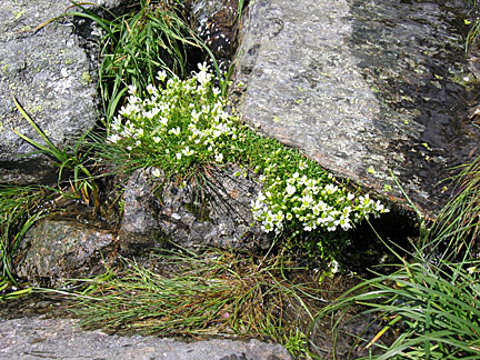49nelsoncrag