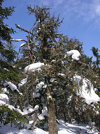 13skwaumbek31007