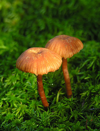 32bwebster94505